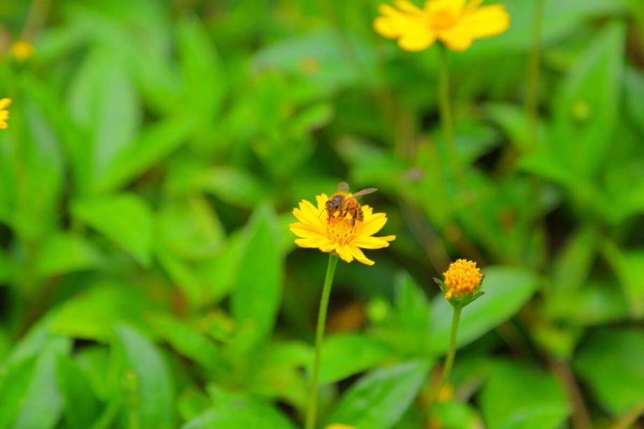 黄色い花にとまるハチ